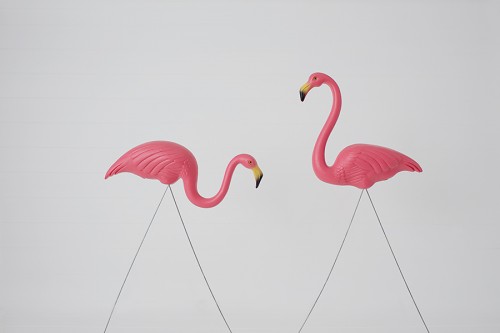A Tale of a Pink Flamingo